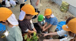 お芋ほり【ぴよぴよPleco保育園有松】